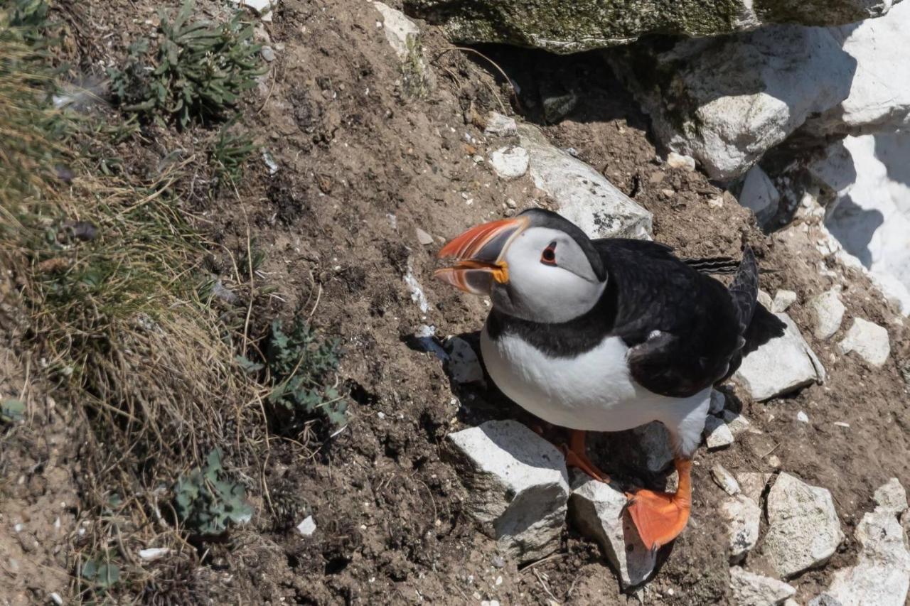 Puffin Place Villa Flamborough Eksteriør billede